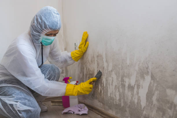 Best Office Mold Removal Services  in Forks, WA