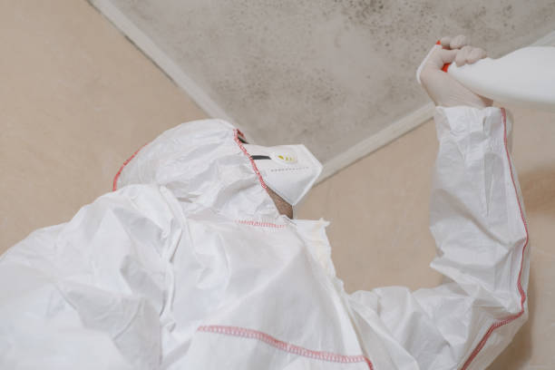 Best Home Mold Removal  in Forks, WA