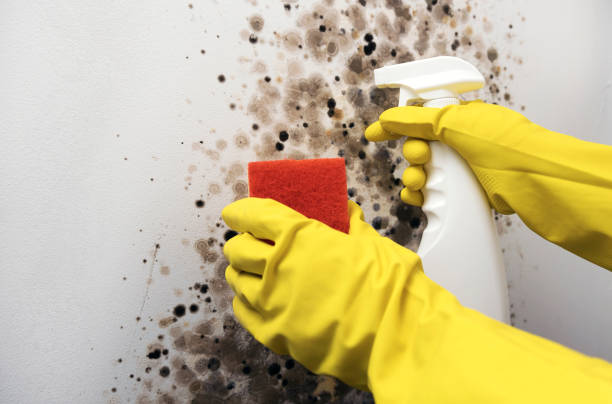 Best Mold Testing  in Forks, WA