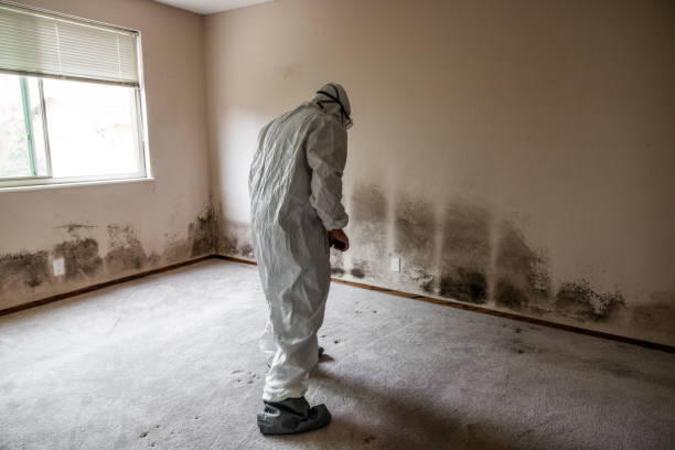 Best Mold Removal and Inspection  in Forks, WA