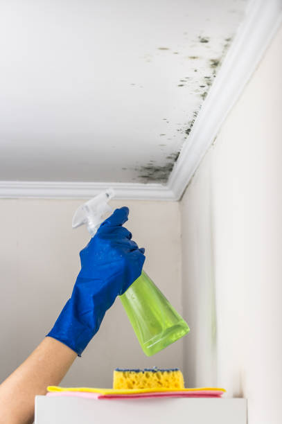 Best Mold Damage Repair  in Forks, WA
